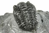 Phacopid (Adrisiops) Trilobite - Jbel Oudriss, Morocco #251625-3